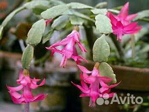 Цветок Декабрист