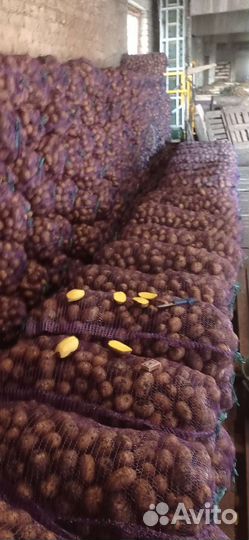 Картофель оптом