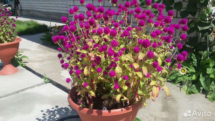 Гомфрена сухоцвет