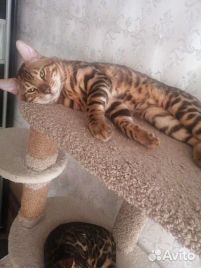 Бенгальский кот вязка