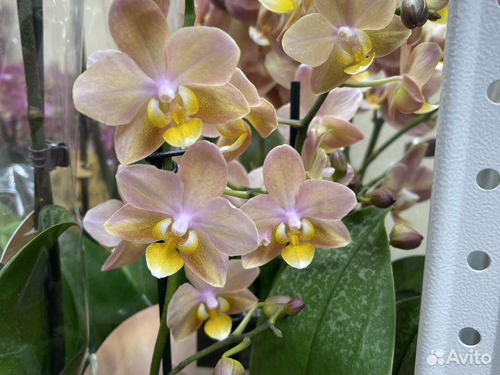 Сортовые орхидеи