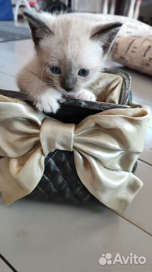 Котята сноу шу
