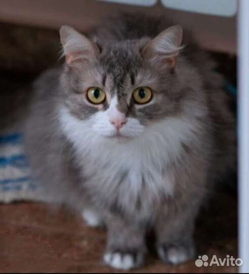 Нежнейшая Эмилия, метис перса, в добрые руки