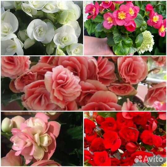 Бегония Элатиор.Соления