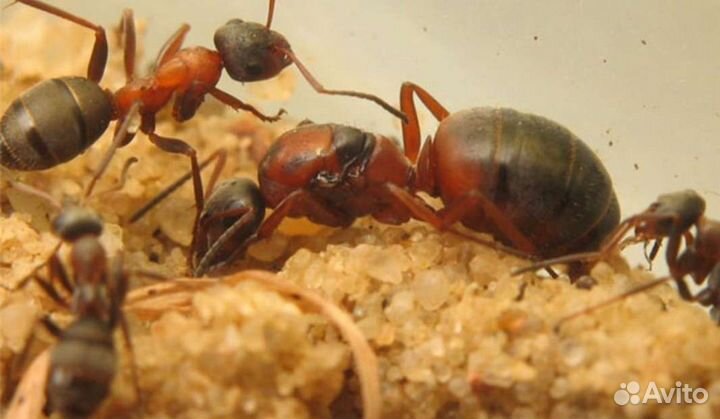 Колония serviformica rufibarbis