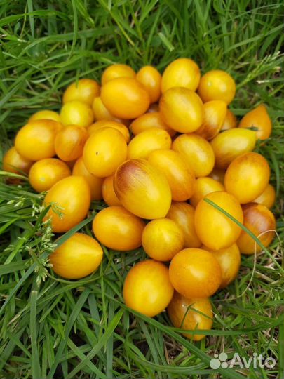 Семена коллекционных томатов