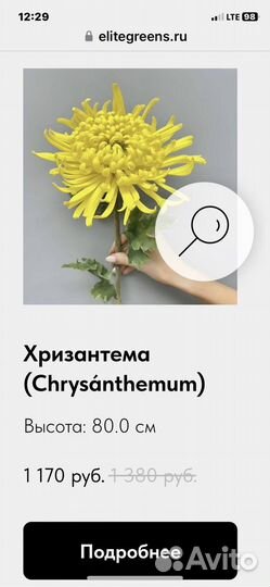 Хризантема