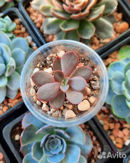 Редкие суккуленты часть 2