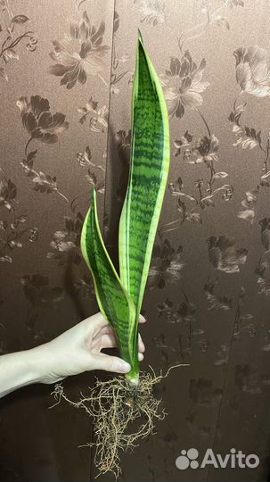 Сансевиерия лауренти