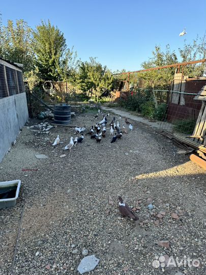 Продажа голубей