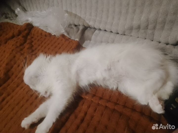 Отдадим кошечку к лотку приучена