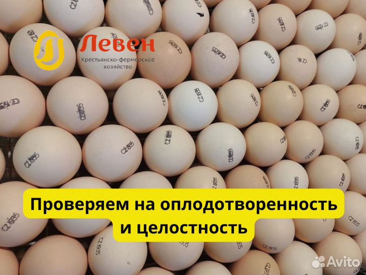 Инкубационное яйцо бройлер из Европы