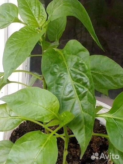 Перец сладкий