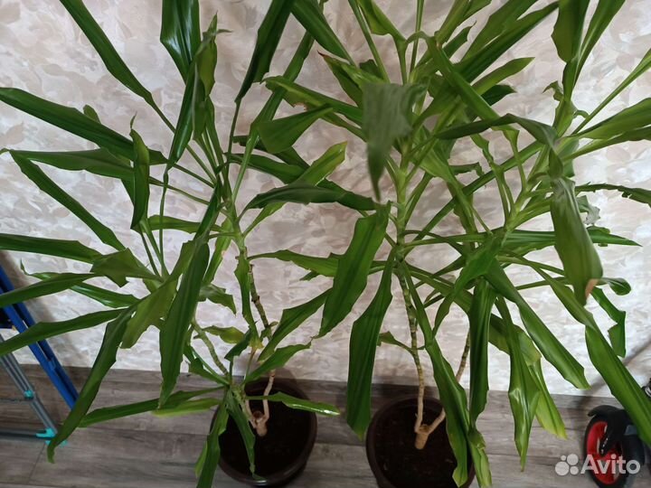 Пальма драцена