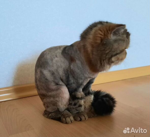 Стрижка кошек