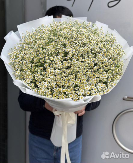 Ромашки кустовые Букеты цветы доставка 24/7