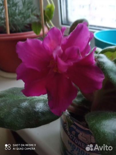 Фиалка махровая