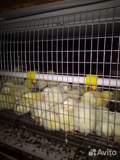 Цыплята Бройлера