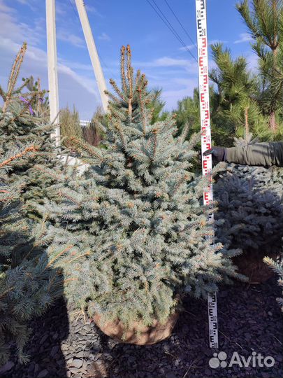 Ель колючая Супер Блю Сиблинг (Голубая)