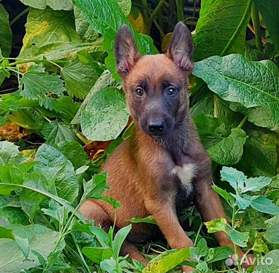 Щенки бельгийской овчарки малинуа