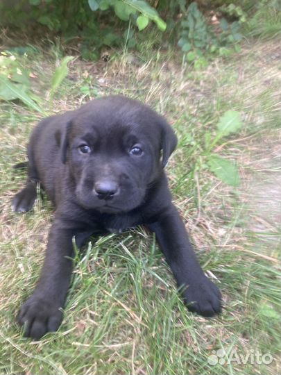 Лабрадор ретривер щенки