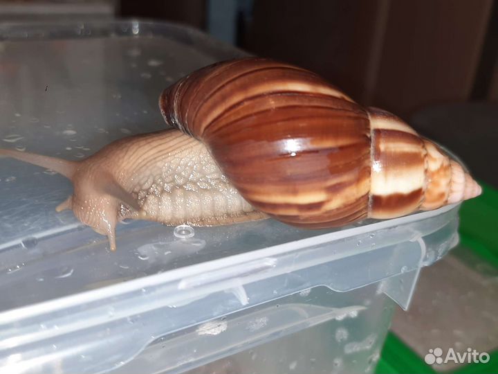 Улитки ахатины бесплатно