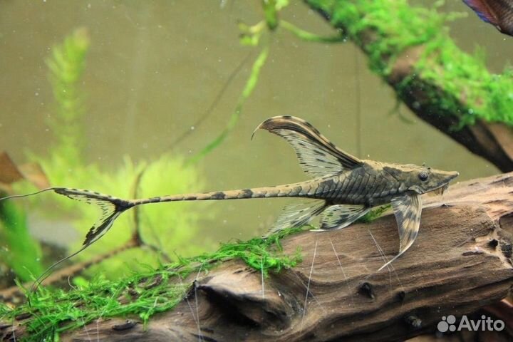 Стурисома панамская