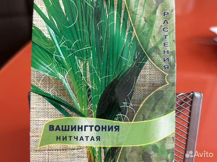 Пальма вашингтония