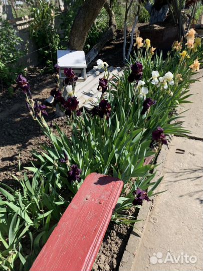 Ирисы (петушки) корневище