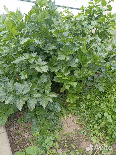 Черешковый сельдерей