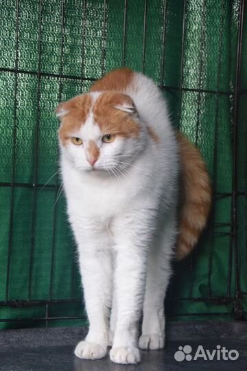 Котик 2 года в добрые руки