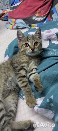 Пристрою кошечку