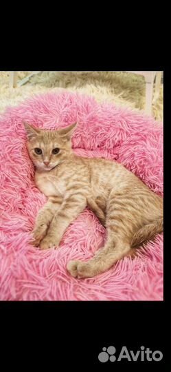 Рыжий котенок мальчик