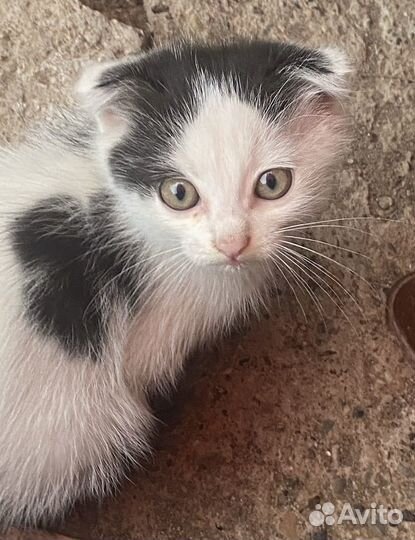 Вислоухие котята