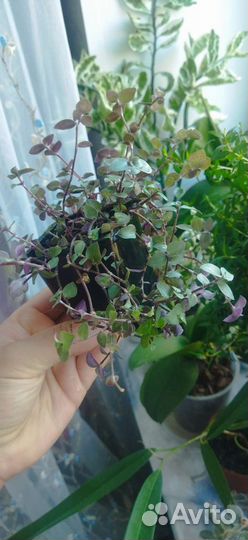 Каллизия (комнатное растение)