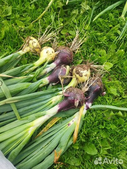 Домашние овощи