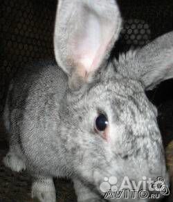 Кролики мясных пород