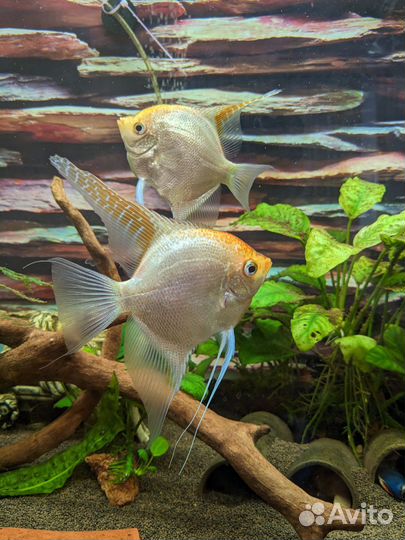 Нерестящая пара скалярий