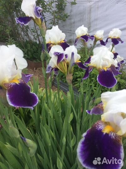 Ирисы бело-сиреневые и желто-сиреневые