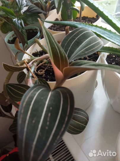 Орхидея лудизия