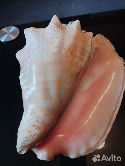 Ракушка стромбус большая Куба