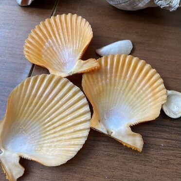 Ракушки морские,бегимотики