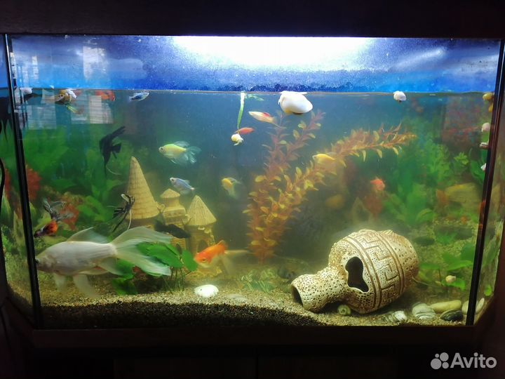 Аквариумные рыбки