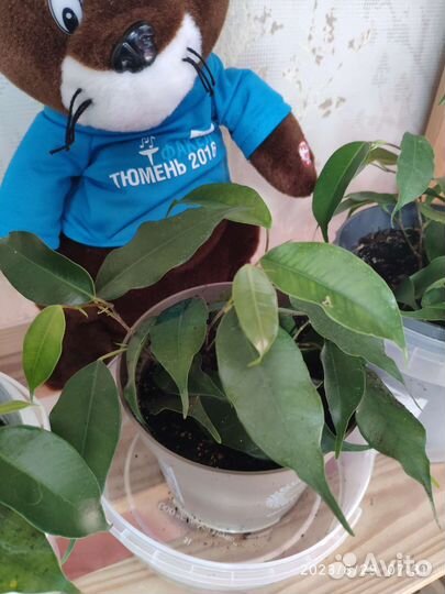 Фикус бенджамина