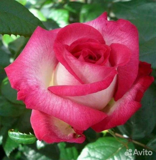 Розы саженцы