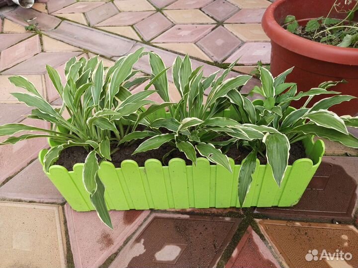 Хосты сортовые