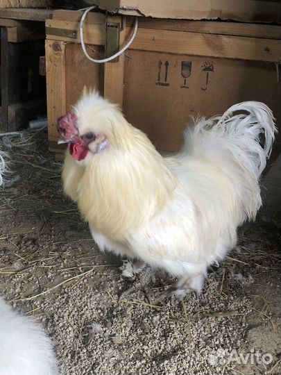 Петух китайский шелковый