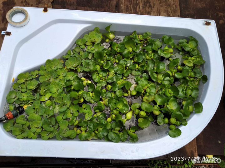 Растения для пруда