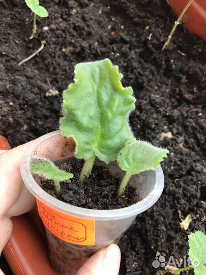 Укорененные листики фиалки летние сумерки