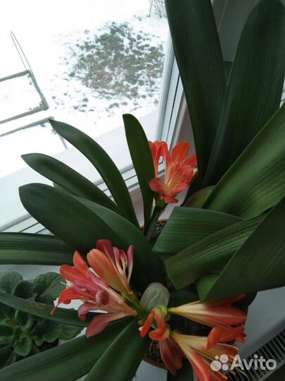Комнатные цветы кливия